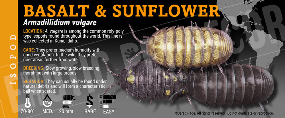 Armadillidium vulgare 'Basalt & Sunflower' isopod label