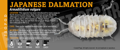 Armadillidium vulgare 'Magic Potion' isopod label