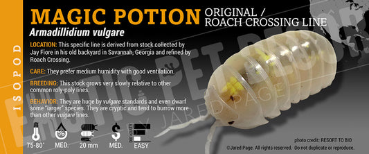 Armadillidium vulgare 'Magic Potion' isopod label