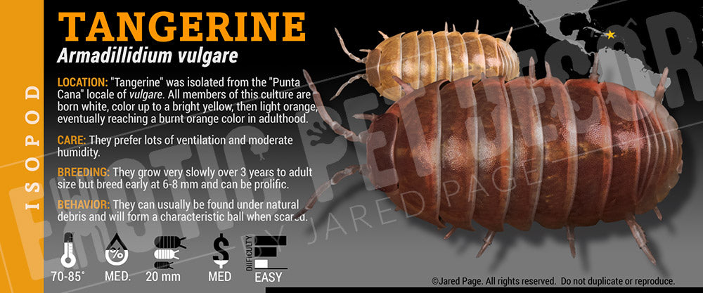 Armadillidium vulgare 'Tangerine' isopod label