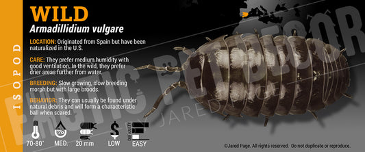 Armadillidium vulgare 'Wild' isopod label