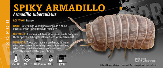 Armadillo tuberculatus 'Spiky Armadillo' isopod label