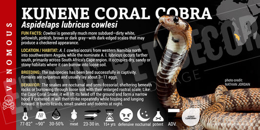 Aspidelaps lubricus cowlesi 'Kunene Coral' Cobra label