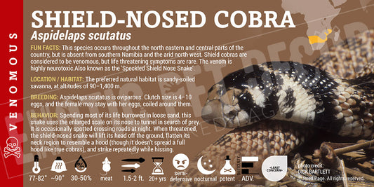 Aspidelaps scutatus 'Shield-nosed' Cobra label