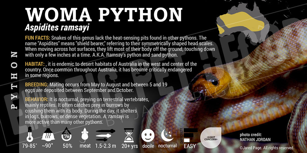 Aspidites ramsayi 'Woma' Python Cards and Enclosure Labels – Exotic Pet ...