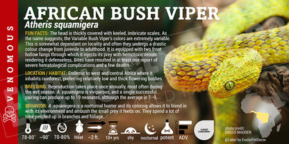 Atheris squamigera 'African Bush' Viper