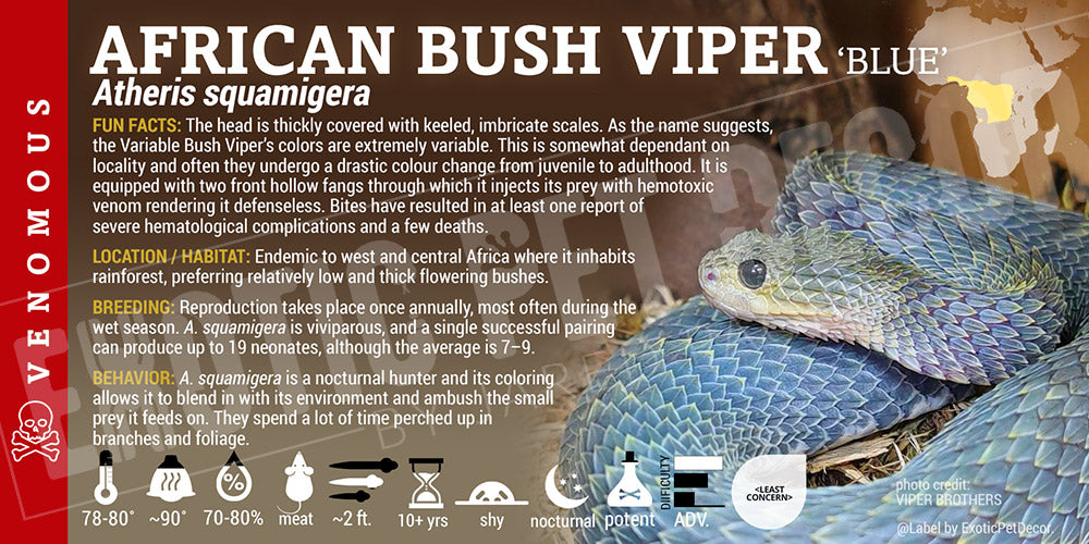 Atheris squamigera 'African Bush' Viper