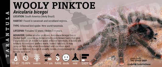 Avicularia bicegoi 'Wooly Pinktoe' Tarantula label