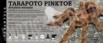 Avicularia merianae 'Tarapoto Pinktoe' Tarantula label