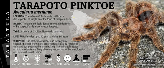 Avicularia merianae 'Tarapoto Pinktoe' Tarantula label