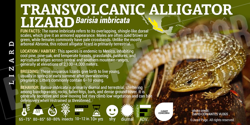 Abronia imbricata 'Transvolcanic Alligator' Lizard label