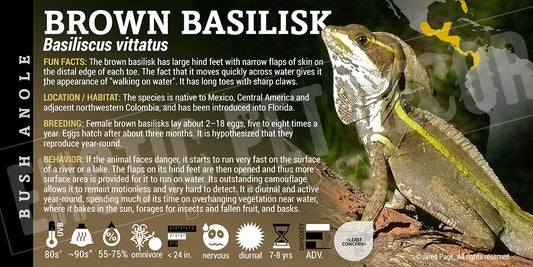 Basiliscus vittatus 'Brown Basilisk' Lizard label