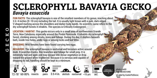 Bavayia exsuccida 'Sclerophyll Bavayia' Gecko label