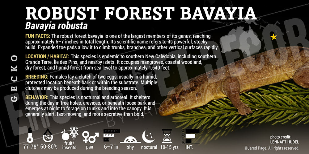 Bavayia robusta 'Robust Forest Bavayia' Gecko label