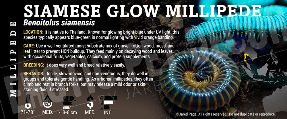Benoitolus siamensis 'Siamese Glow' Millipede label