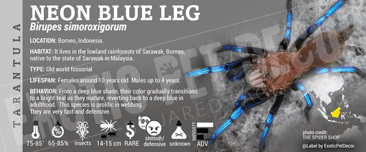 Birupes simoroxigorum 'Bornean Neon Blue Leg' Tarantula label