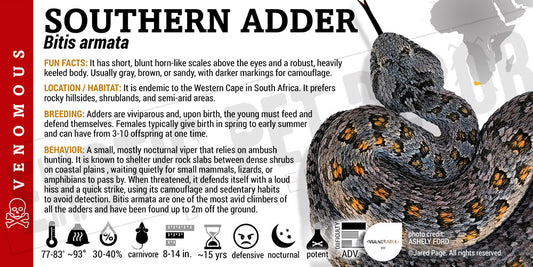 Bitis armata 'Southern Adder' Snake label