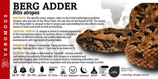 Bitis atropos 'Berg Adder' Snake label