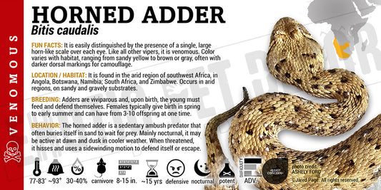 Bitis caudalis 'Horned Adder' Snake label
