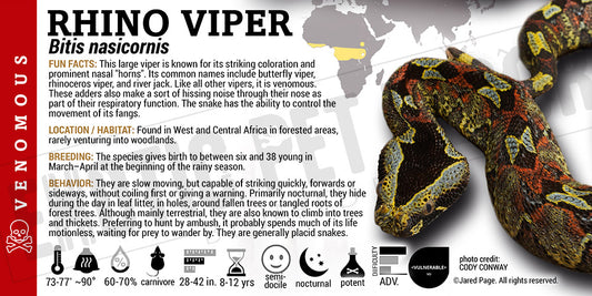 Bitis nasicornis 'Rhino' Viper