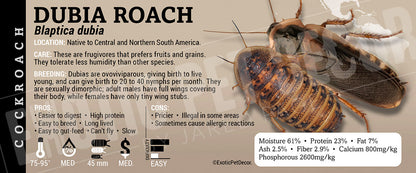 Blapatica dubia 'Dubia' Roach