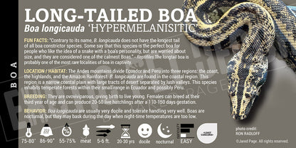 Boa longicauda 'Long Tail' Boa