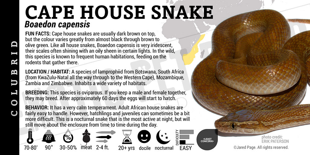 Boaedon capensis 'Cape House' Snake label