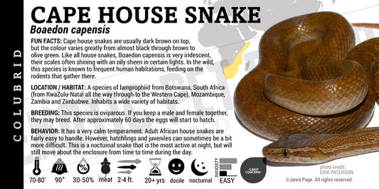 Boaedon capensis 'Cape House' Snake label