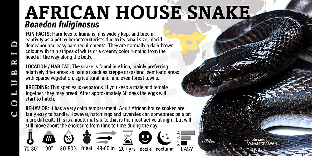 Boaedon fuliginosus 'African House' Snake