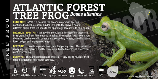Boana atlantica 'Atlantic Forest Tree Frog' label