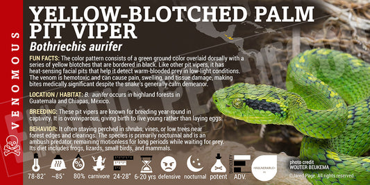 Bothriechis aurifer 'Yellow-Blotched Palm Pit Viper' label