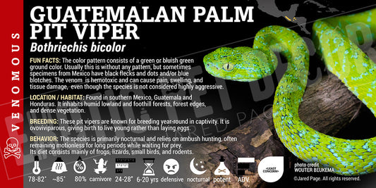 Bothriechis bicolor 'Guatemalan Palm Pit Viper' label