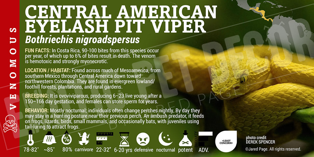 Bothriechis nigroadspersus 'Central American Eyelash Pit Viper' label