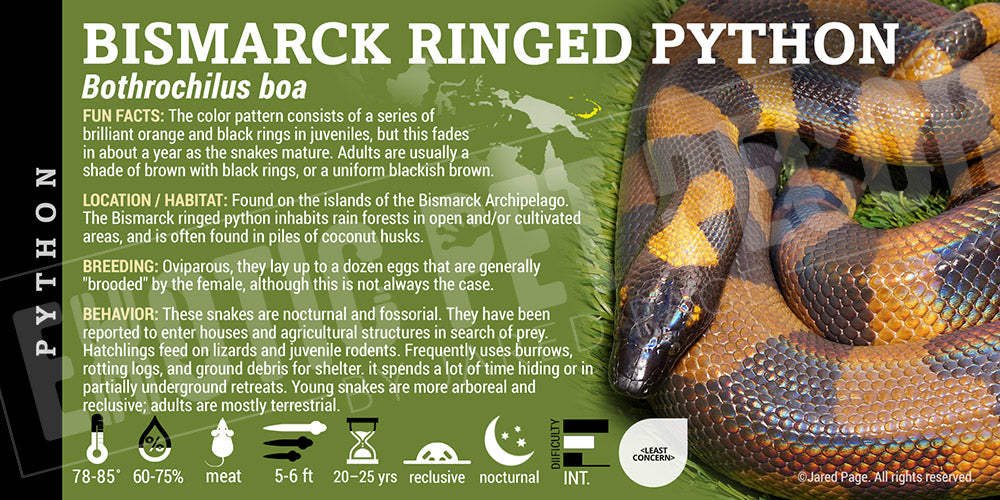 Bothrochilus boa 'Bismarck Ringed Python' snake label