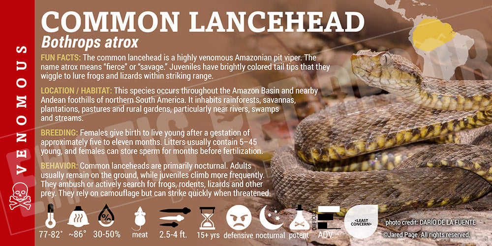 Bothrops atrox 'Common Lancehead' pit viper snake label