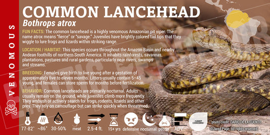 Bothrops atrox 'Common Lancehead' pit viper snake label