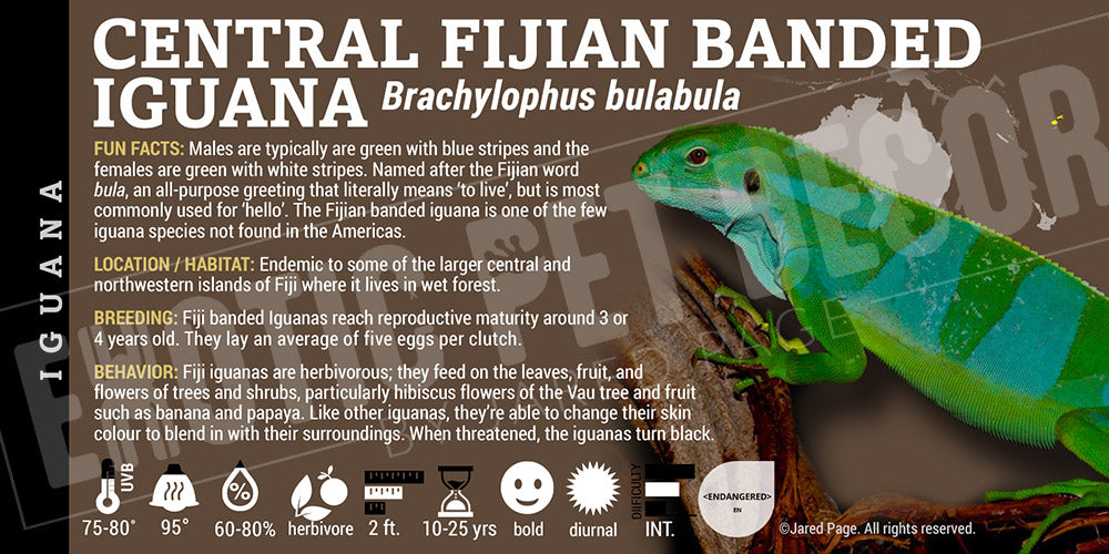 Brachylophus bulabula 'Central Fijian Banded' Iguana Enclosure Labels ...