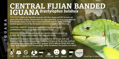 Brachylophus bulabula 'Central Fijian Banded' Iguana