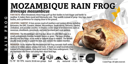 Breviceps mossambicus 'Mozambique Rain Frog' label