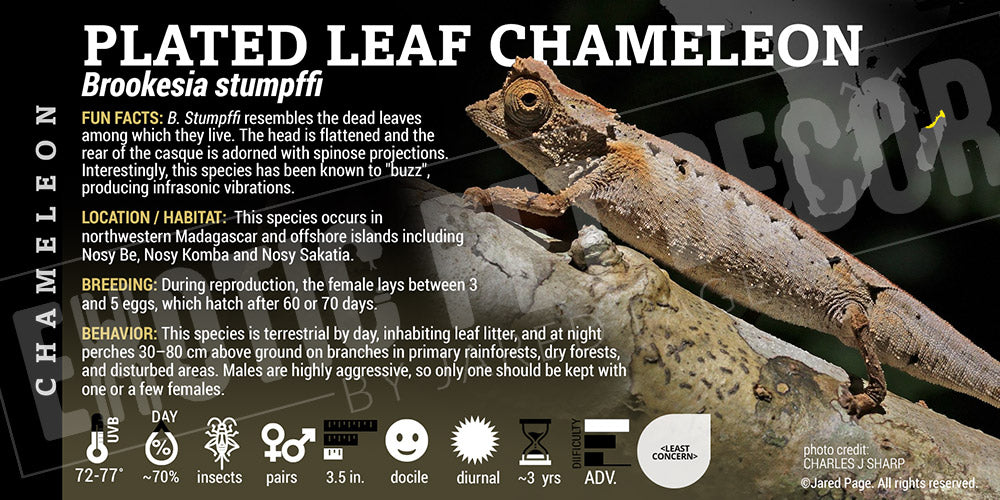 Brookesia stumpffi 'Plated Leaf Chameleon' label