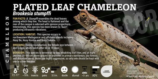 Brookesia stumpffi 'Plated Leaf Chameleon' label