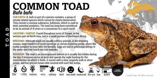 Bufo bufo 'Common European Toad'