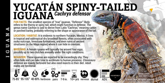 Cachryx defensor 'Yucatán Spiny-tailed' Iguana label