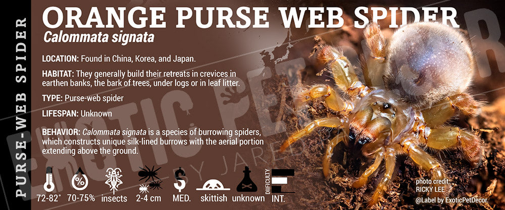 Calommata signata 'Orange Purse-Web' Spider