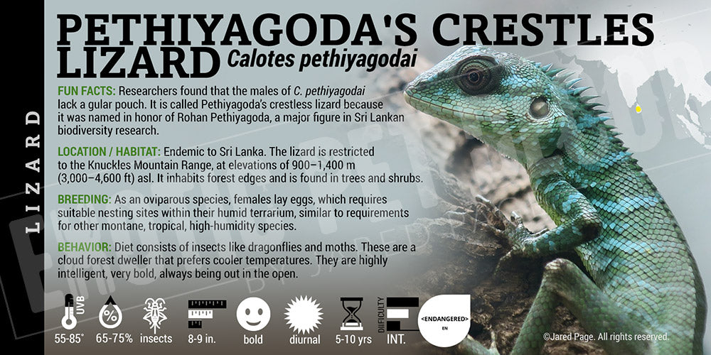 Calotes pethiyagodai 'Pethiyagoda's Crestless Forest' Lizard label