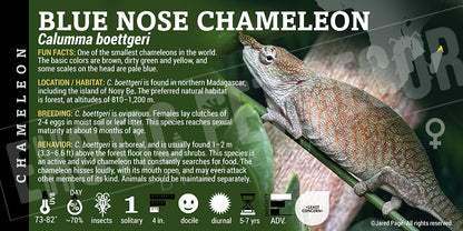 Calumma boettgeri 'Blue Nose' Chameleon label