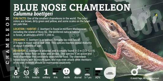 Calumma boettgeri 'Blue Nose' Chameleon label