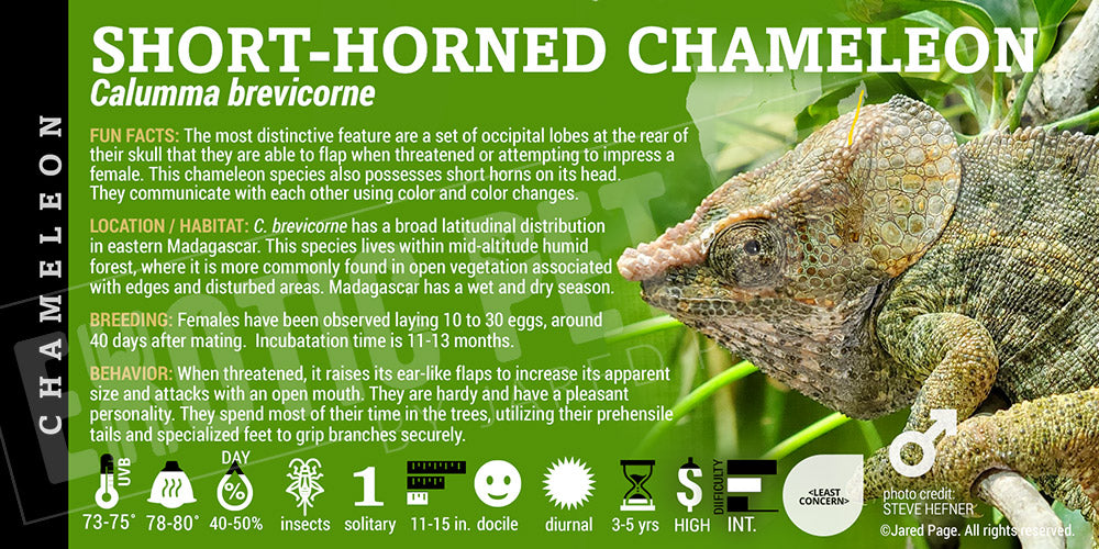 Calumma brevicorne 'Short-horned' Chameleon