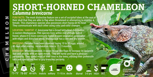 Calumma brevicorne 'Short-horned' Chameleon