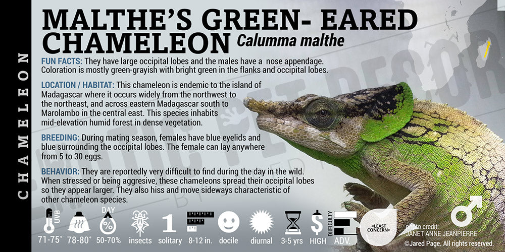 Calumma malthe 'Malthe's Green-eared' Chameleon